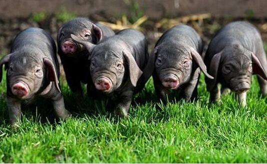 农业部公布第6批国家级保种场名单 梅山猪保种场摘得“国字号”