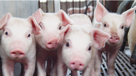 夏季养猪需重视保肝，猪疫苗过敏救治的要领和预防方法