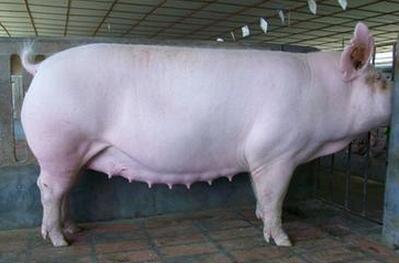 养种猪是件麻烦事，淘汰种猪的标准来说一说