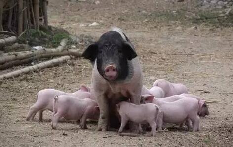 怎么科学的给哺乳母猪配制饲料？母猪不宜喂哪些食物？