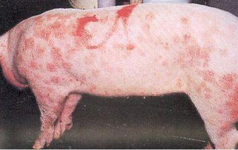 群发猪病主要分为这几类，让你快速诊断猪病