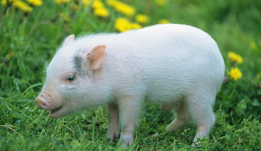 夏季养猪常发的疾病有哪些？如何预防？