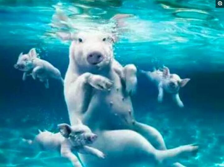 水手吃剩下的猪繁衍成了巴哈马猪岛，游客在岛上与猪一起游泳，抱着猪晒日光浴