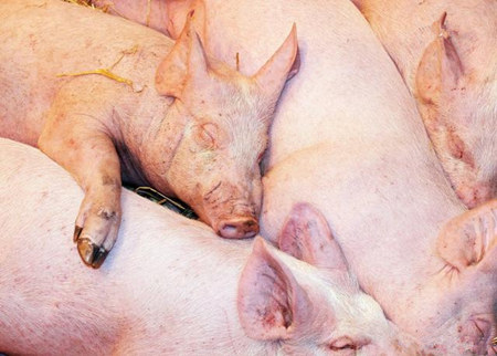 猪场如何实现养猪精准营养？当前面临的问题和建议