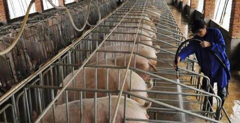 应对猪周期低谷，部分散户准备暂时弃养等猪价回涨