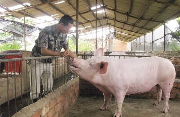“猪周期”困扰万亿生猪产业 业界呼吁尽快推出生猪期货