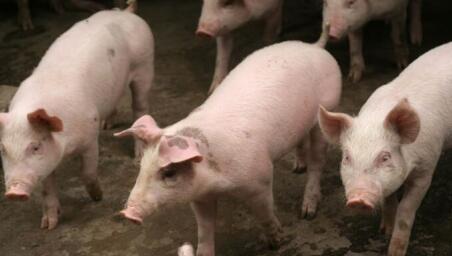 猪肉价格连降22周！农业部和发改委是这样说猪价的……