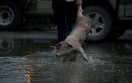 洪涝灾害会影响猪价？你确定这不是天方夜谭？