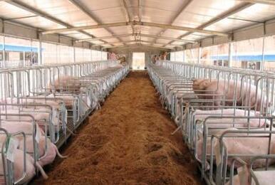 养猪业进入“微利区间” 相比去年同期猪价下跌超两成