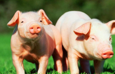 生猪市场供需博弈，猪价继续走低！生猪价格会大跌吗？