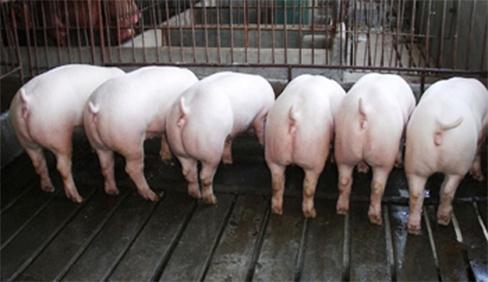 规模化猪场如何建立健康高产母猪群，提高猪场效益？这些前期工作必不可少！