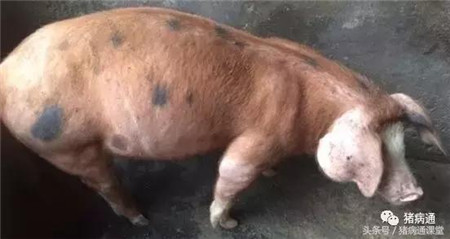 夏季这两种猪病，99%的猪场都有可能发生过