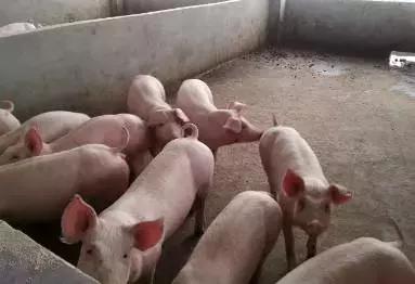 生猪价都跌了大半年，今后搞养猪还能赚到钱吗？