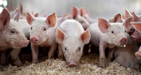 全国15省市猪价上涨！8月份有两个上涨机会？