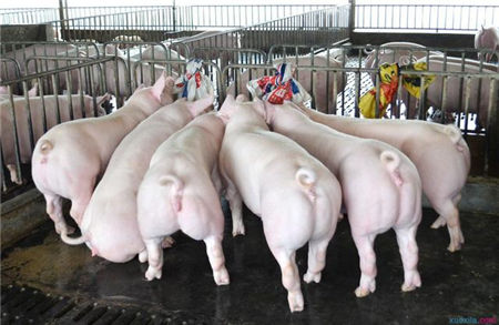 猪常见的外科疾病应该怎么治疗？疾病会导致20%的猪死亡！