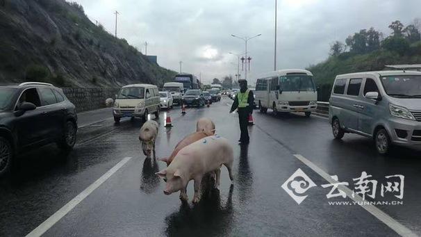 货车侧翻群猪雨中漫步高速路 交警忙疏通