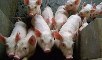 全国畜牧总站到广西调研指导生猪生产销售情况
