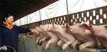 好消息！农业部：推动屠宰环节病害猪无害化处理的补贴政策落实工作！