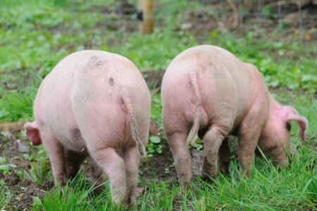 美国和泰国两大连锁超市品牌承诺将终止采购低福利猪肉