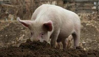 猪为什么喜欢吃土，原因其实很简单！