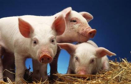 猪价走低、环保加压，千钧一发之时，你还养猪吗？