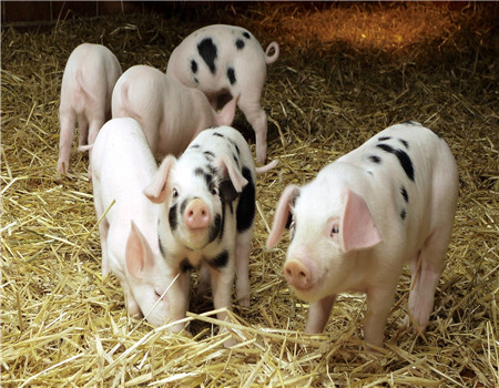 美国玉米带发展生猪养殖的做法与启示！