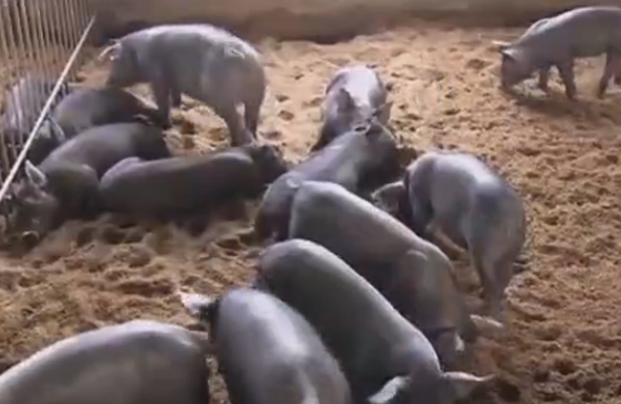 发酵床养猪技术的财富