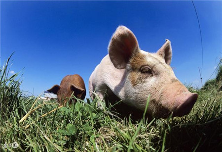 猪价果然继续上涨 8月下旬大概率反弹说明了什么