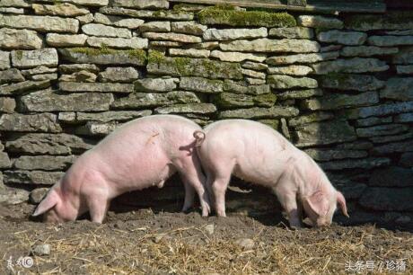 三种生猪疾病都会出现腹胀、腹泻症状，养殖户如何正确判断治疗？