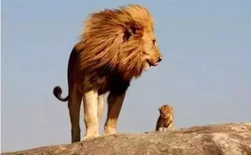 狮子说不是什么人都配成为对手！