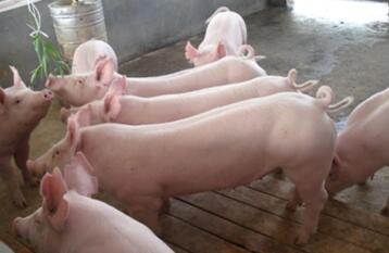 猪价连涨7日 突破前期高点 短期目标价位15元公斤