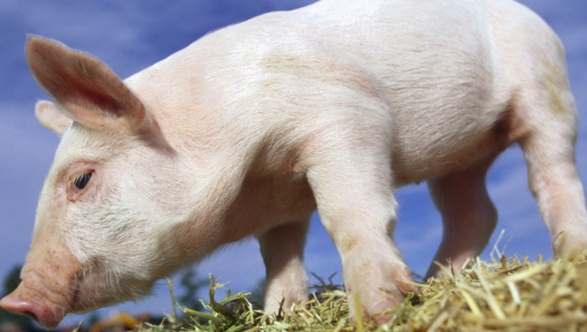 新发现！丹麦研究将草作为猪蛋白质的来源
