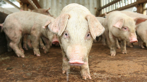 2018年的猪价行情需要重新再分析了！