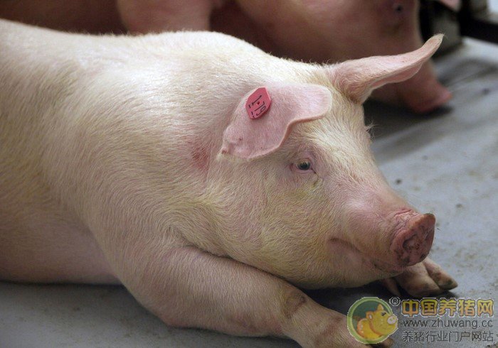 猪病的防治：母猪产前不食