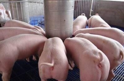 未来十年，我国养猪业发展必须走的四个大方向