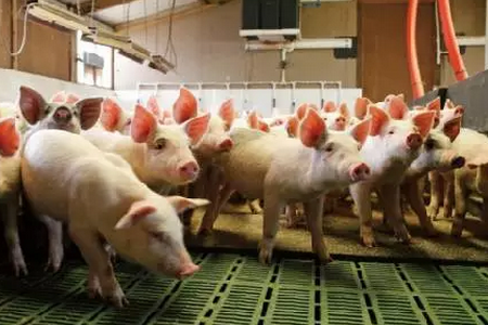 丹麦：北欧小国走上世界养猪强国之路
