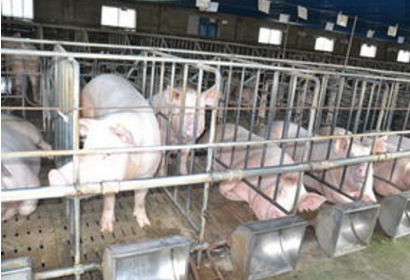 未来养猪模式：公司与农民的结合将更加紧密