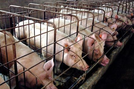 如何降低养猪成本，把控猪病是一方面！