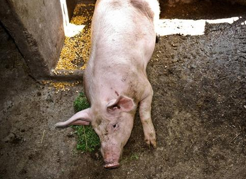 你养的猪比别人养的猪长得慢你知道原因吗？