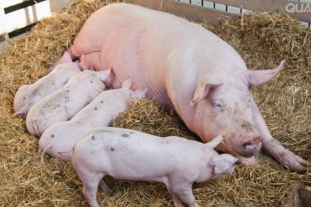 2018年养猪还能不能赚钱？四季度猪价向上还是向下？