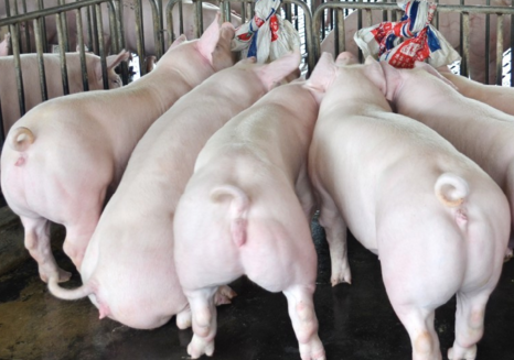 妊娠母猪的饲养管理与产仔成绩分析