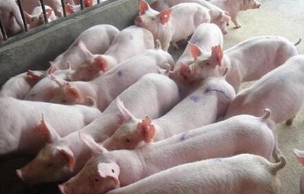 11月猪价有大概率上涨！2018年养猪仍能盈利？