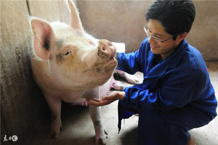 一般的养殖户经常忽视母猪发出的这些求救信号