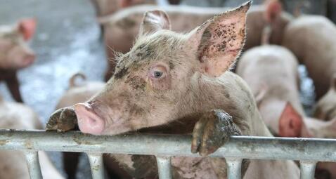 节后猪价风险较大，下半年二次育肥的养殖户要注意啦！