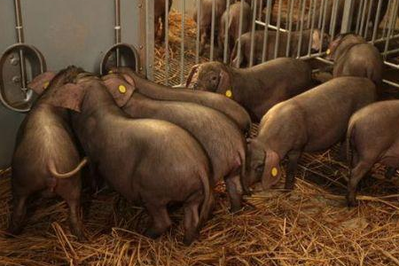 猪血浆蛋白粉因非洲猪瘟风险被暂停使用，猪料市场将受何影响？