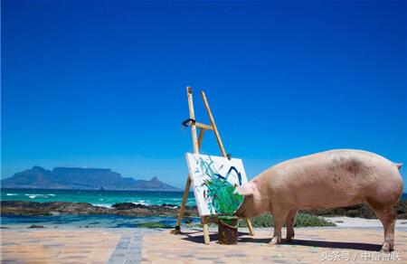 世界上唯一一头会画画的猪，猪都这么拼，你还不努力？