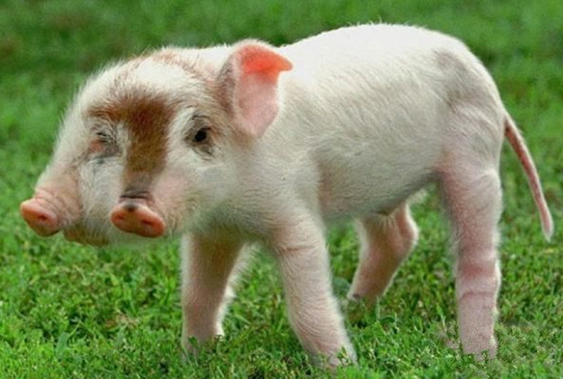 家猪产下双头猪，其长相丑陋，母猪嫌弃不愿喂奶