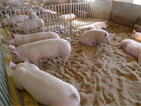 如何给母猪正确使用氯前列烯醇？很多养殖户都不懂