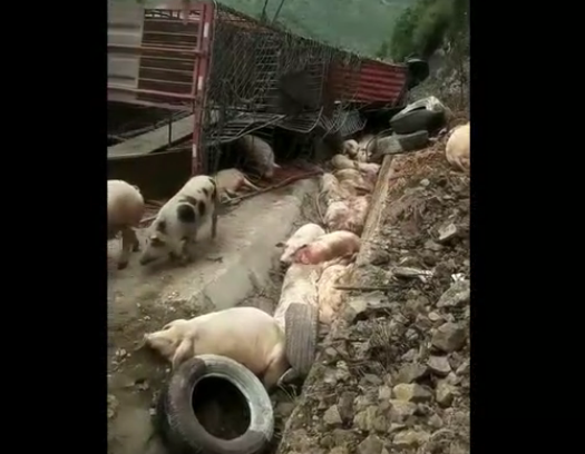 这些猪，可能都没有想到过，自己会死于一场车祸 