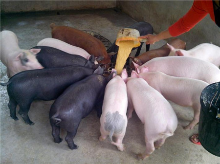 养猪场这样做，每年省一大笔饲料钱